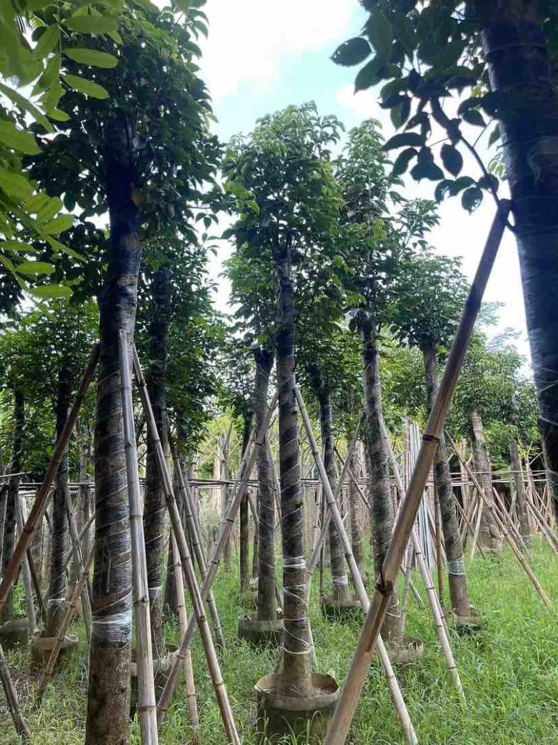 秋枫10～12公分基地直销规格齐全质量优质