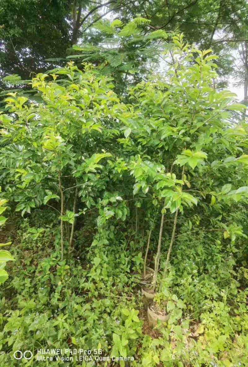 红果铁冬青1至2米基地直销大小规格齐全质量优质