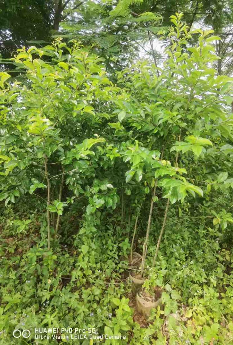 红果铁冬青1至2米基地直销大小规格齐全质量优质
