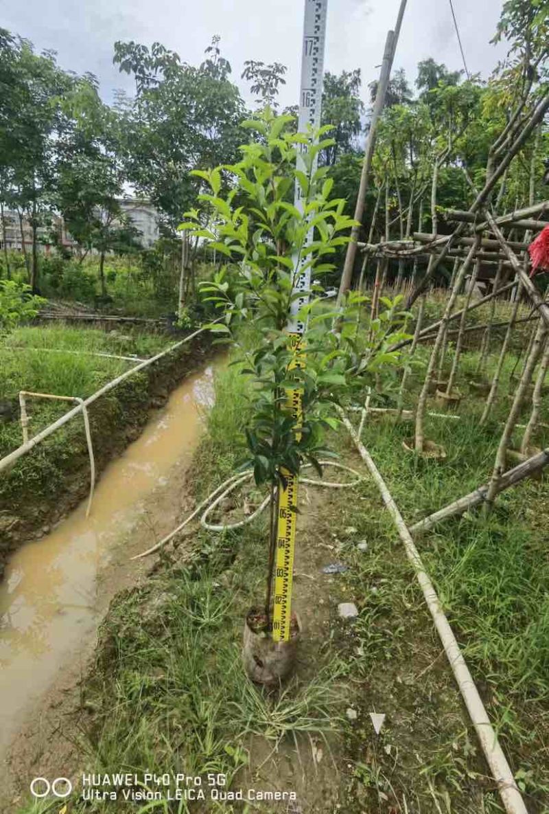 红果铁冬青1至2米基地直销大小规格齐全质量优质