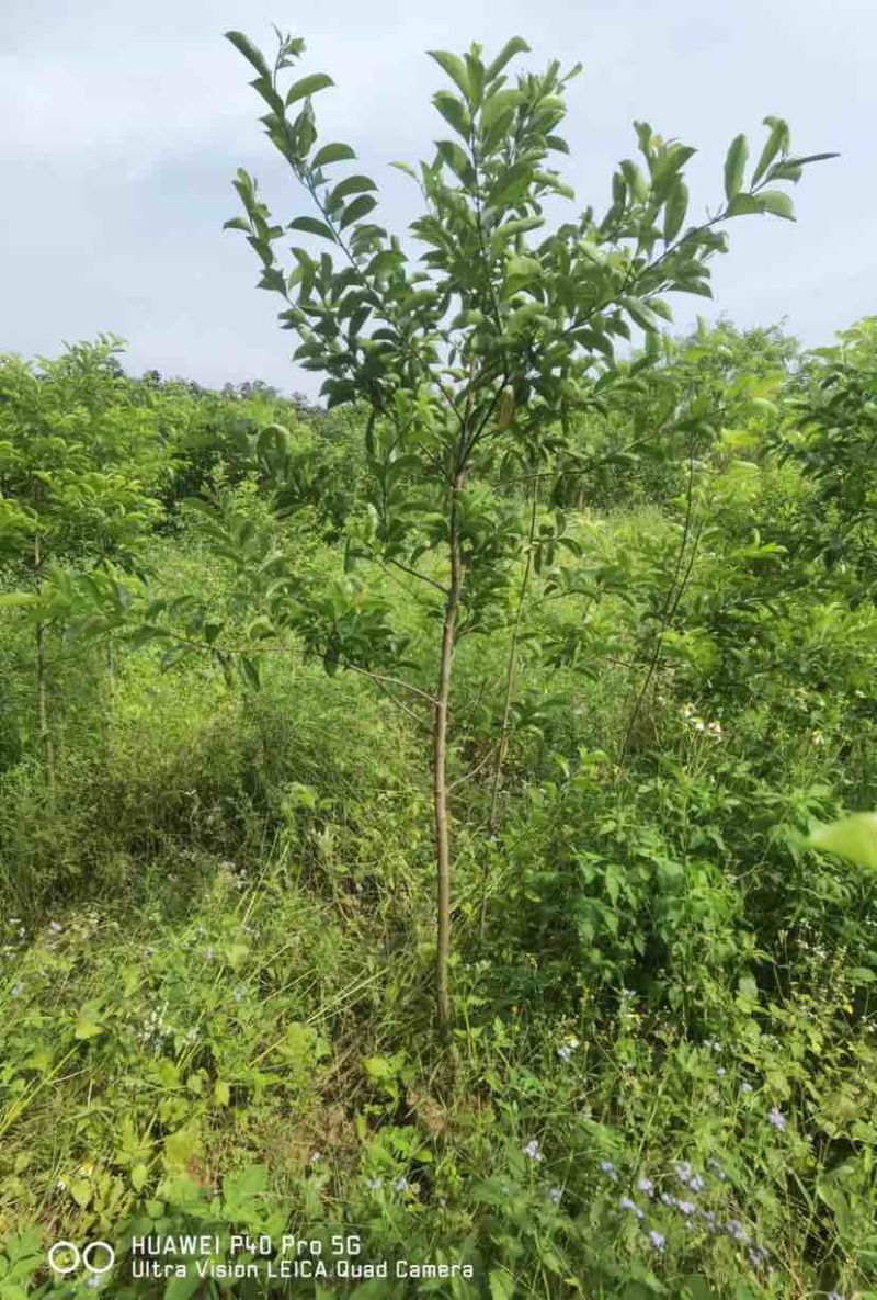 红果铁冬青1至2米基地直销大小规格齐全质量优质
