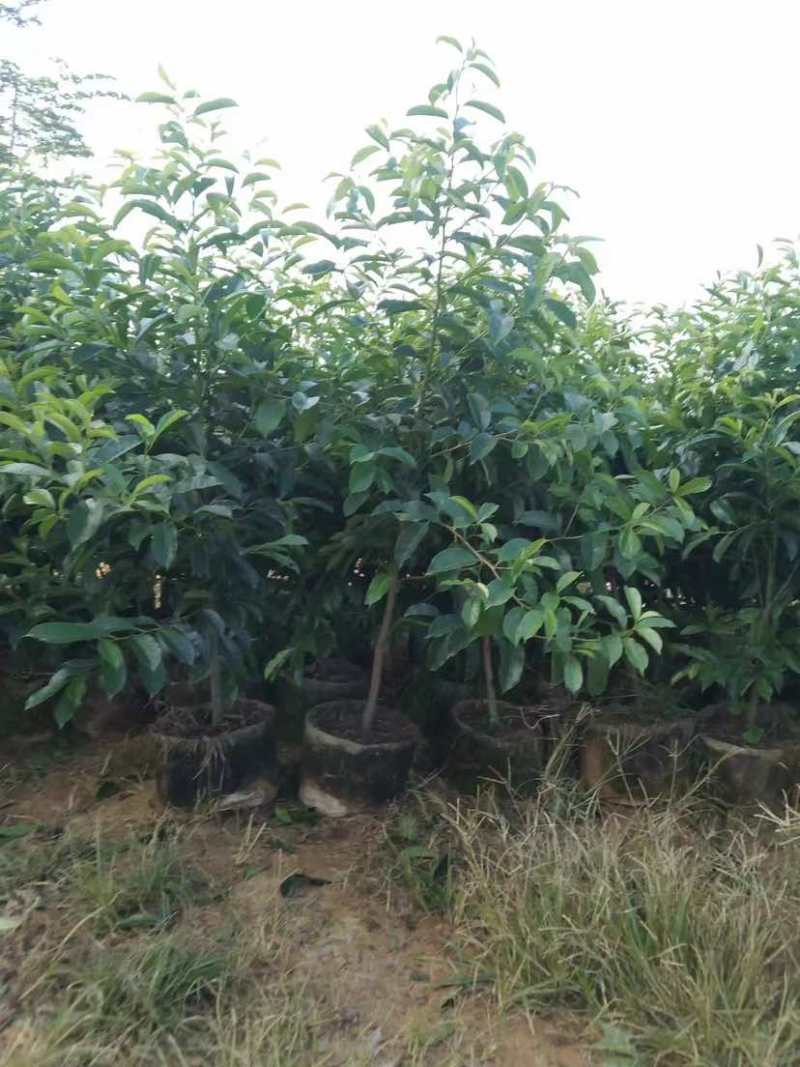 红果铁冬青1至2米基地直销大小规格齐全质量优质