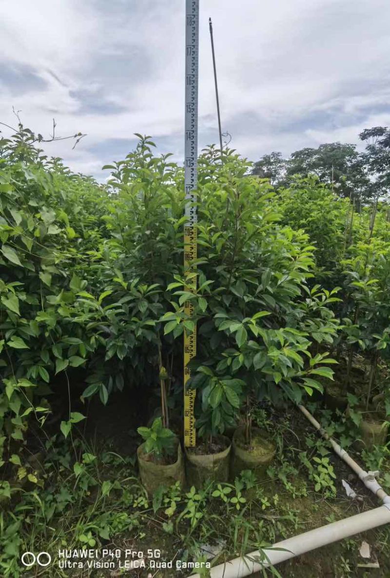 红果铁冬青1至2米基地直销大小规格齐全质量优质