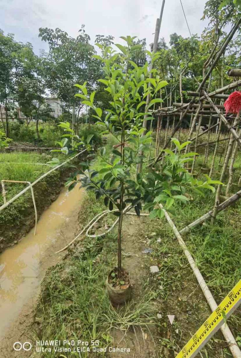 红果铁冬青1至2米基地直销大小规格齐全质量优质
