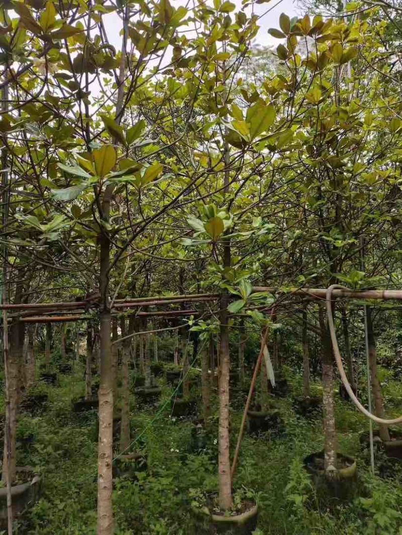 广玉兰5～8公分基地直销大小规格齐全质量优质