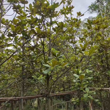 广玉兰5～8公分基地直销大小规格齐全质量优质