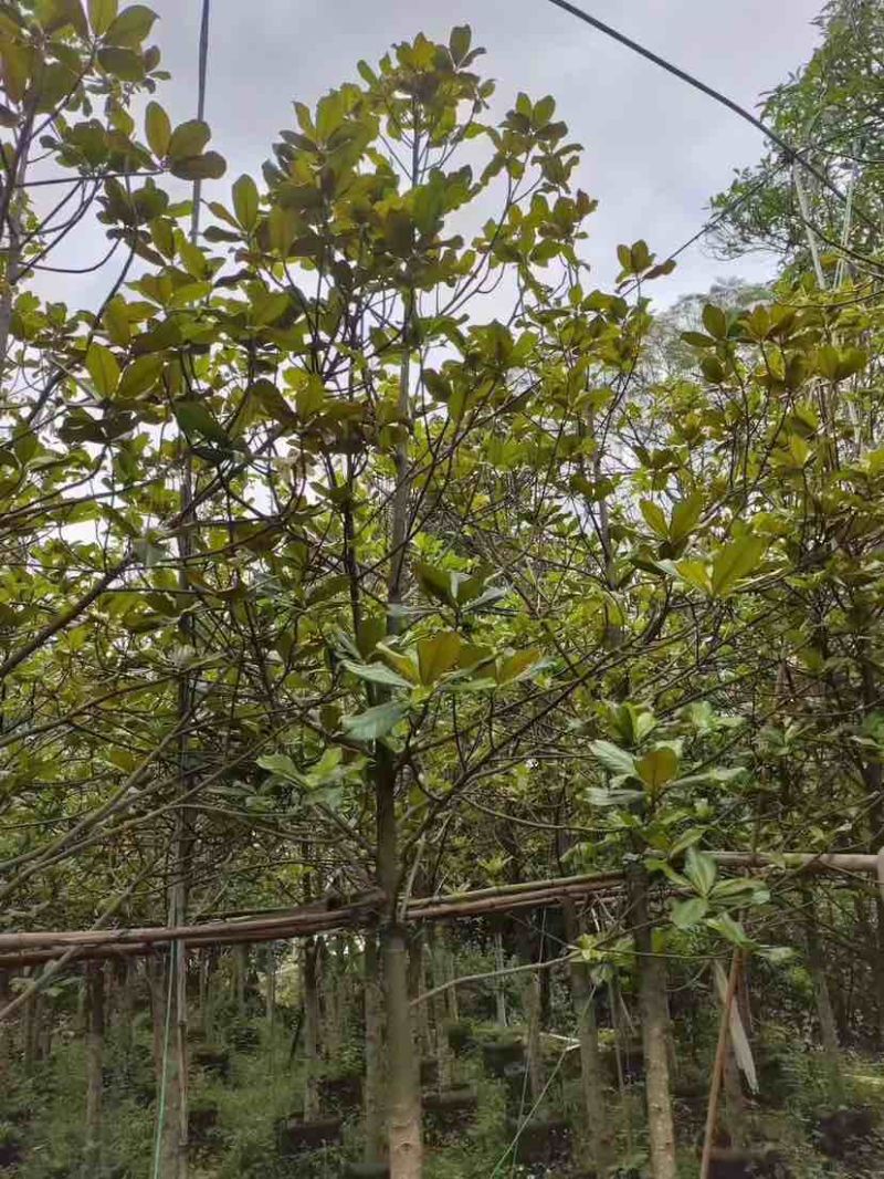 广玉兰5～8公分基地直销大小规格齐全质量优质