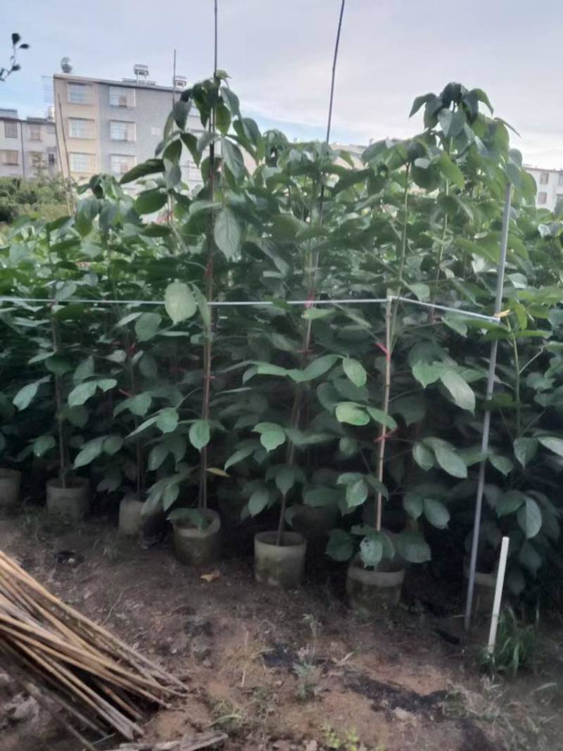 重阳木1至2米基地直销大小规格齐全质量优质