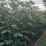 重阳木1至2米基地直销大小规格齐全质量优质