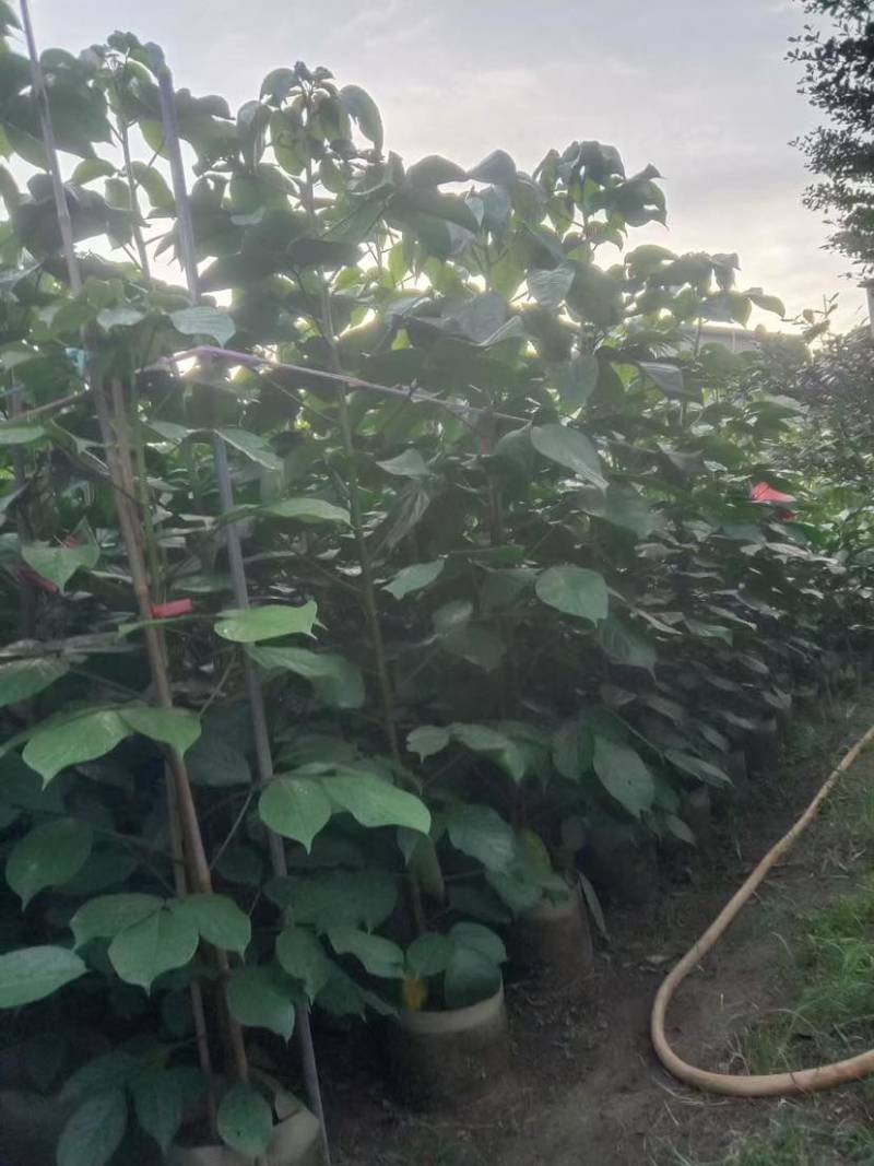 重阳木1至2米基地直销大小规格齐全质量优质