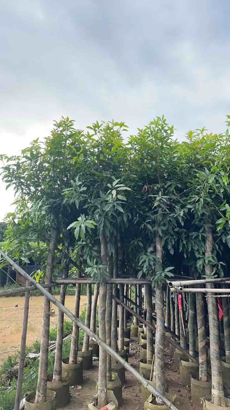 芒果树8～12公分基地直销大小规格齐全质量优质