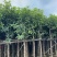 芒果树8～12公分基地直销大小规格齐全质量优质