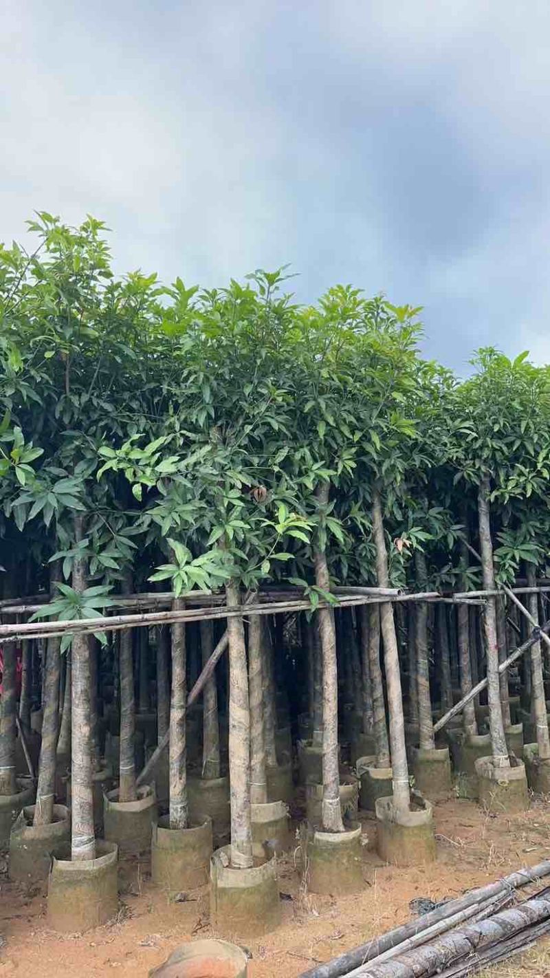 芒果树8～12公分基地直销大小规格齐全质量优质