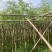 天竺桂5～8公分基地直销大小规格齐全质量优质质量优质