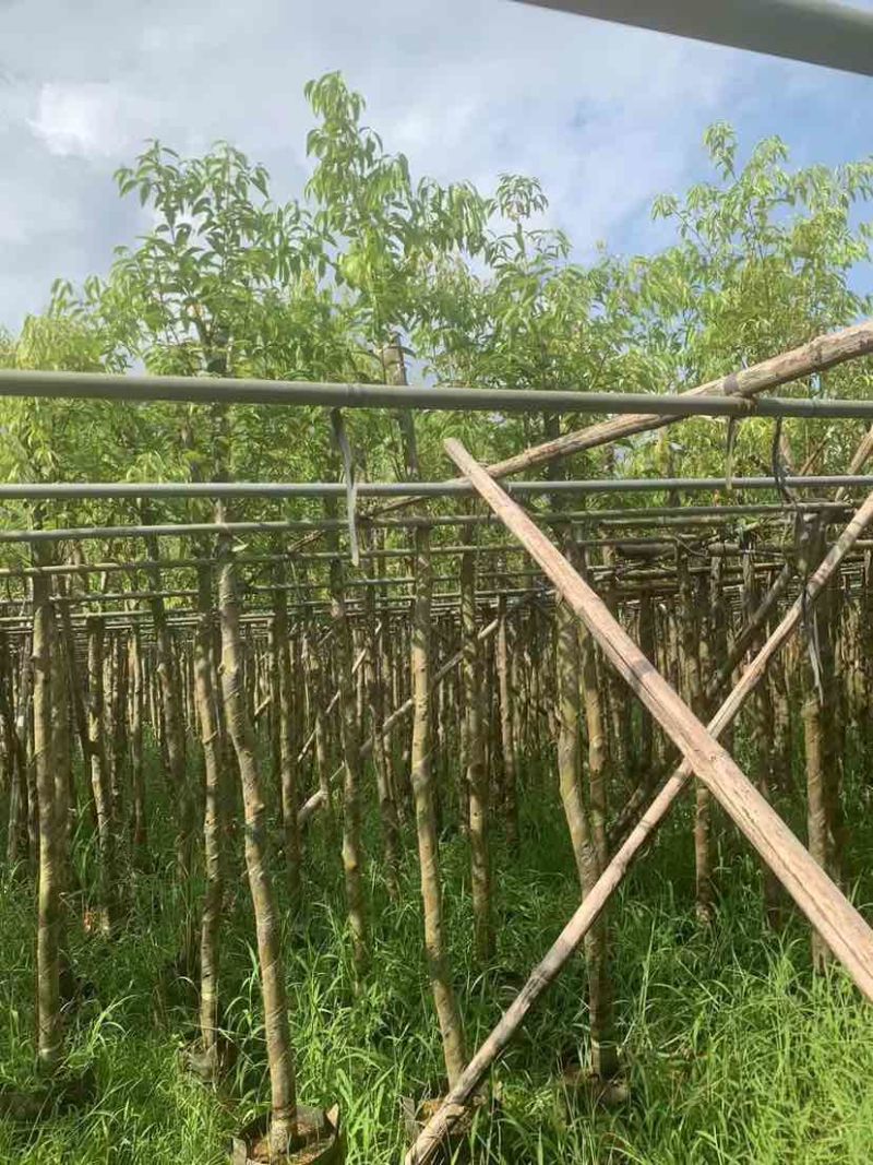 天竺桂5～8公分基地直销大小规格齐全质量优质质量优质