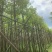 天竺桂5～8公分基地直销大小规格齐全质量优质质量优质