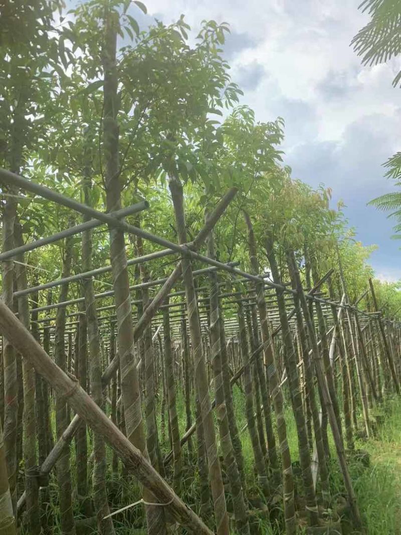 天竺桂5～8公分基地直销大小规格齐全质量优质质量优质