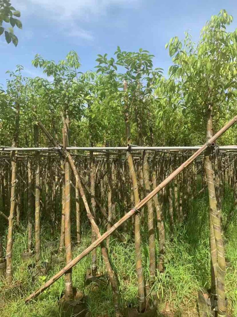 天竺桂5～8公分基地直销大小规格齐全质量优质质量优质