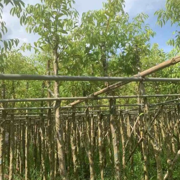 天竺桂5～8公分基地直销大小规格齐全质量优质质量优质
