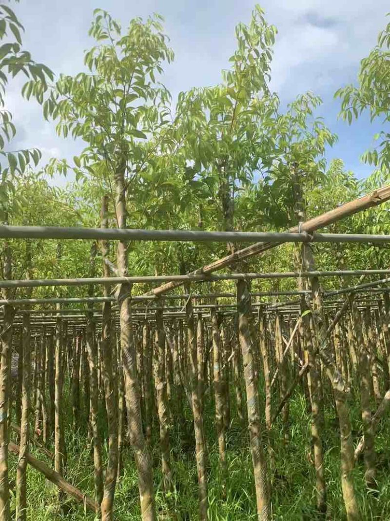 天竺桂5～8公分基地直销大小规格齐全质量优质质量优质