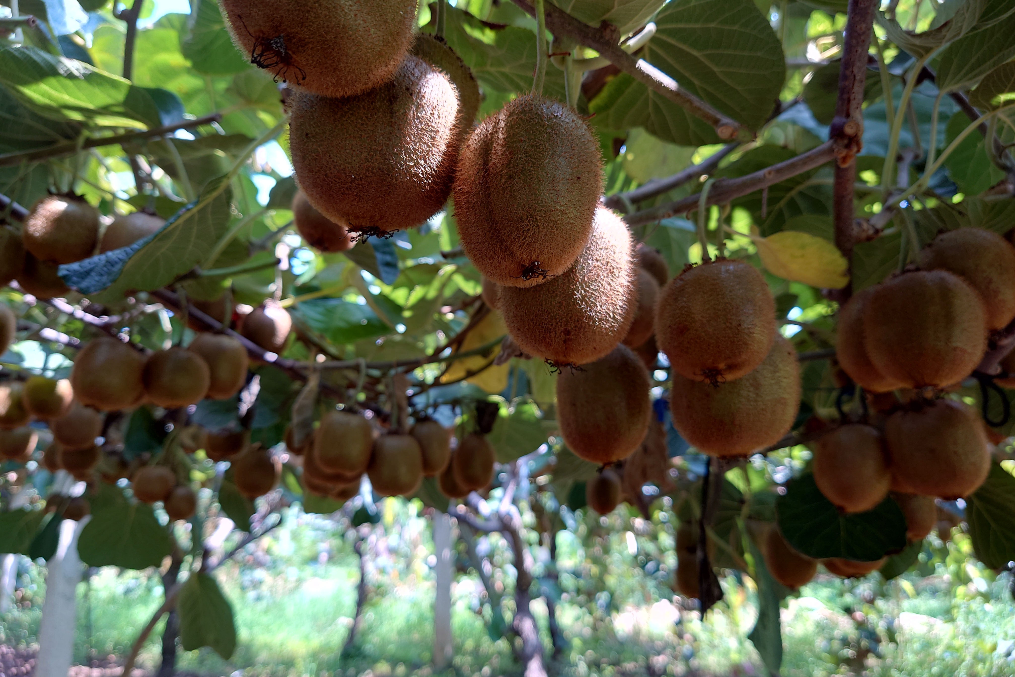 新鲜猕猴桃摆放在木桌上,背景为自然光线,展示不同品种和大小的果实 猕猴桃展示图