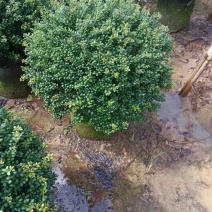 龟甲冬青1至2米基地直销大小规格齐全质量优质