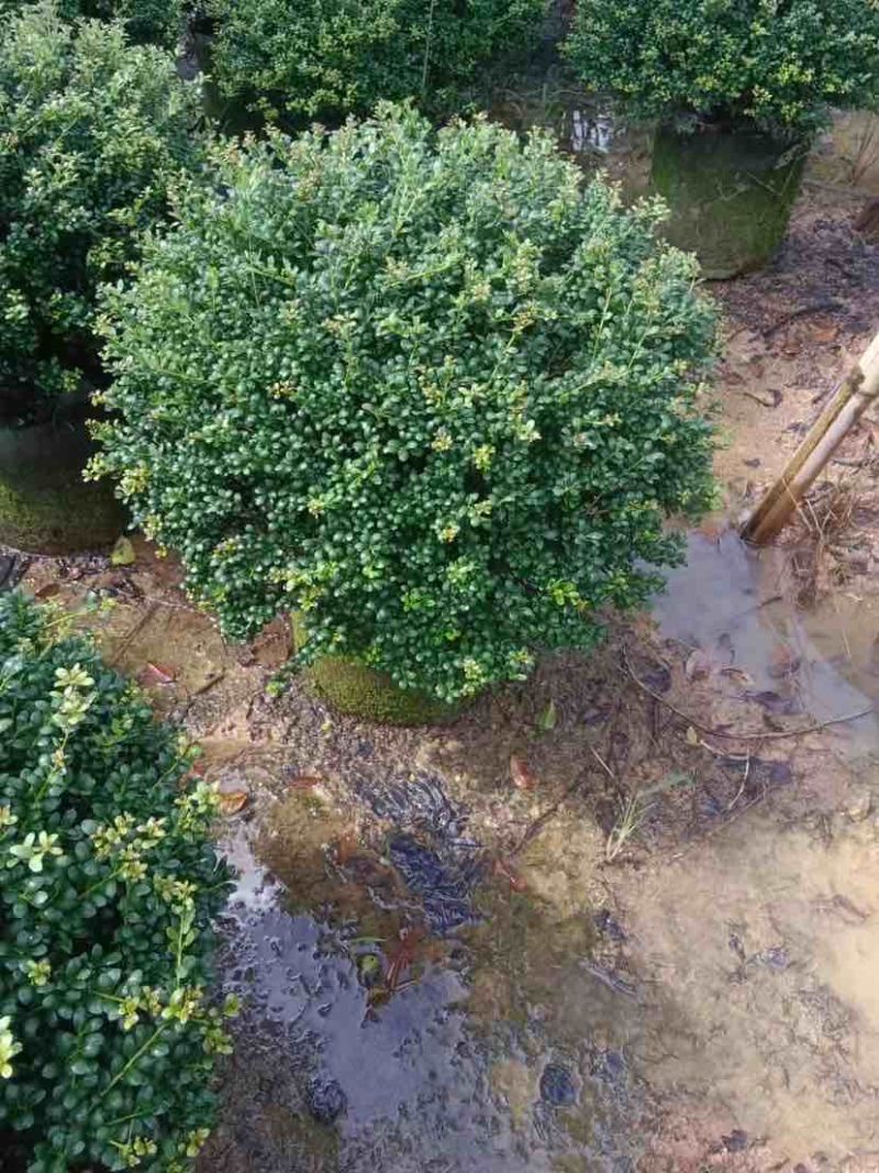 龟甲冬青1至2米基地直销大小规格齐全质量优质