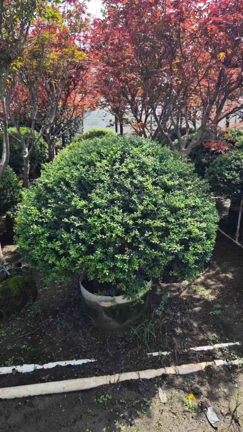 龟甲冬青1至2米基地直销大小规格齐全质量优质