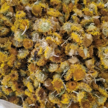 野菊花