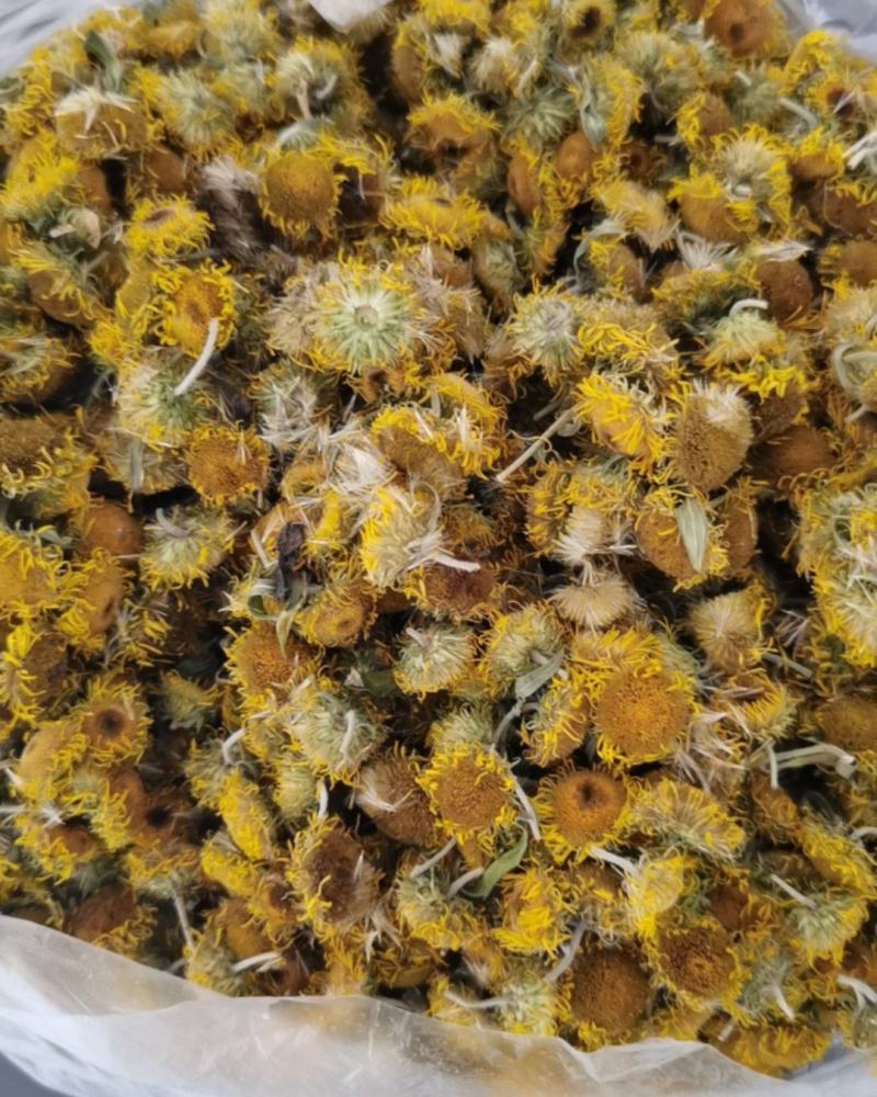 野菊花