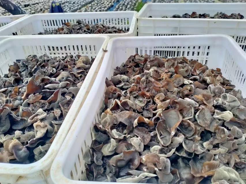 黑木耳与西芹的食材搭配