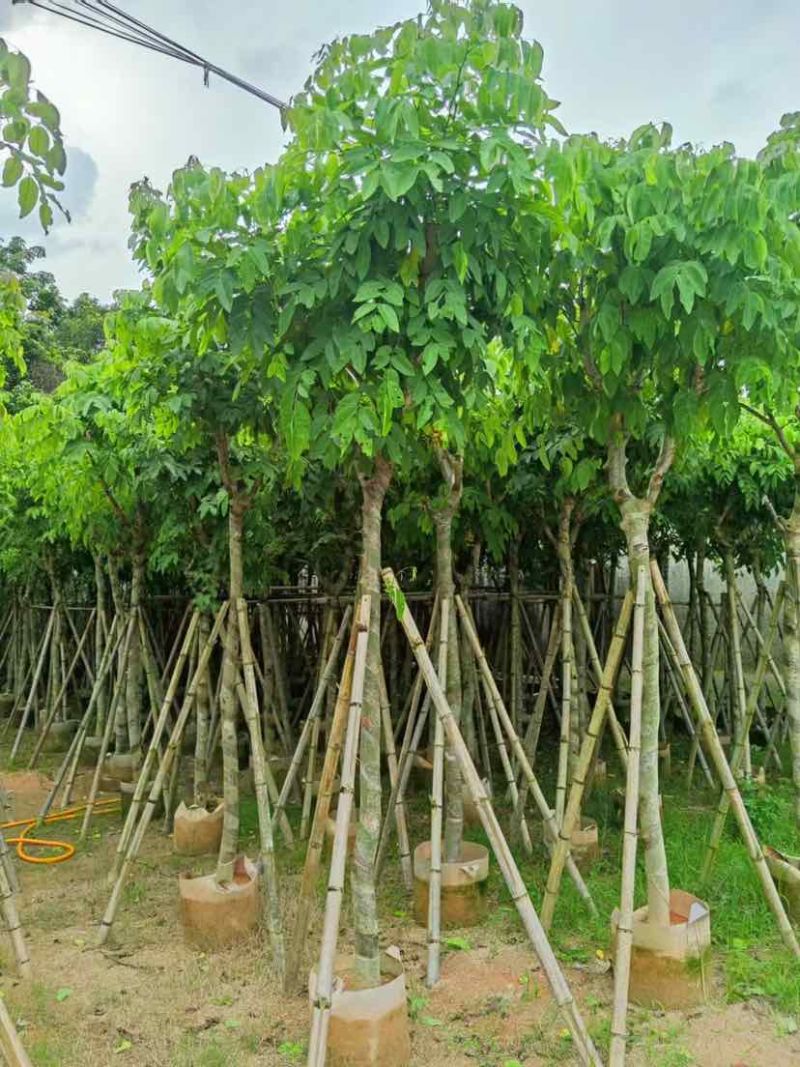腊肠树8～10公分基地直销大小规格齐全质量优质