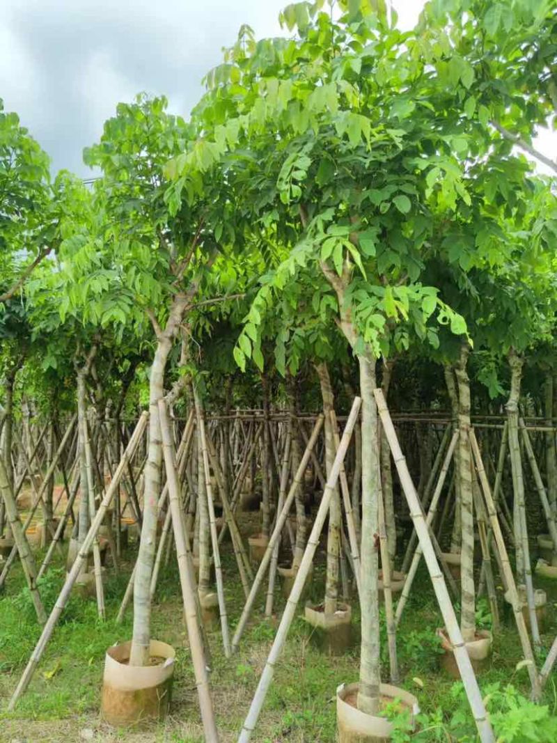 腊肠树8～10公分基地直销大小规格齐全质量优质