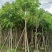 腊肠树8～10公分基地直销大小规格齐全质量优质
