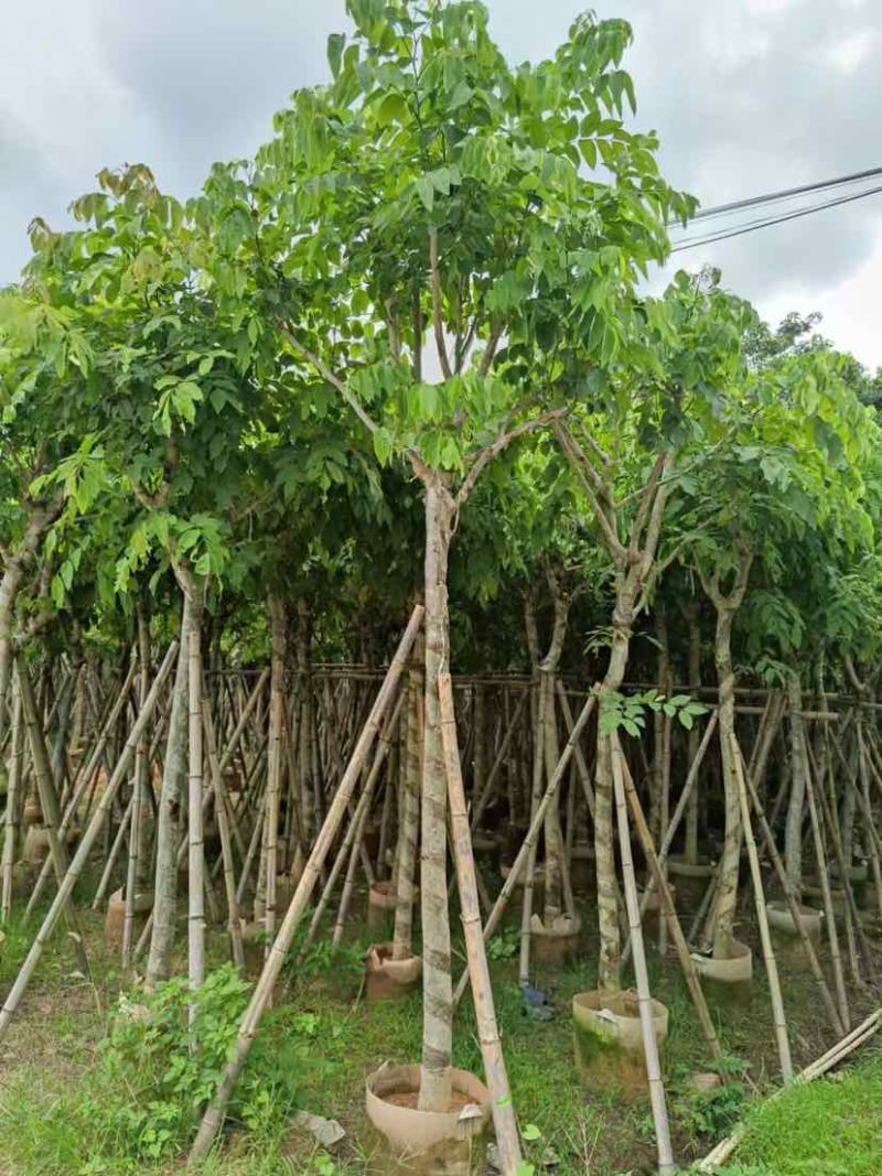 腊肠树8～10公分基地直销大小规格齐全质量优质