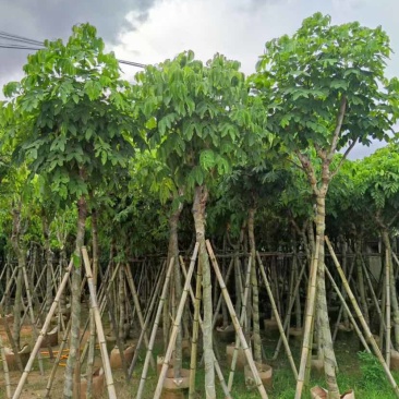 腊肠树8～10公分基地直销大小规格齐全质量优质