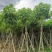 腊肠树8～10公分基地直销大小规格齐全质量优质