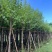 宫粉紫荆8～10公分基地直销大小规格齐全质量优质