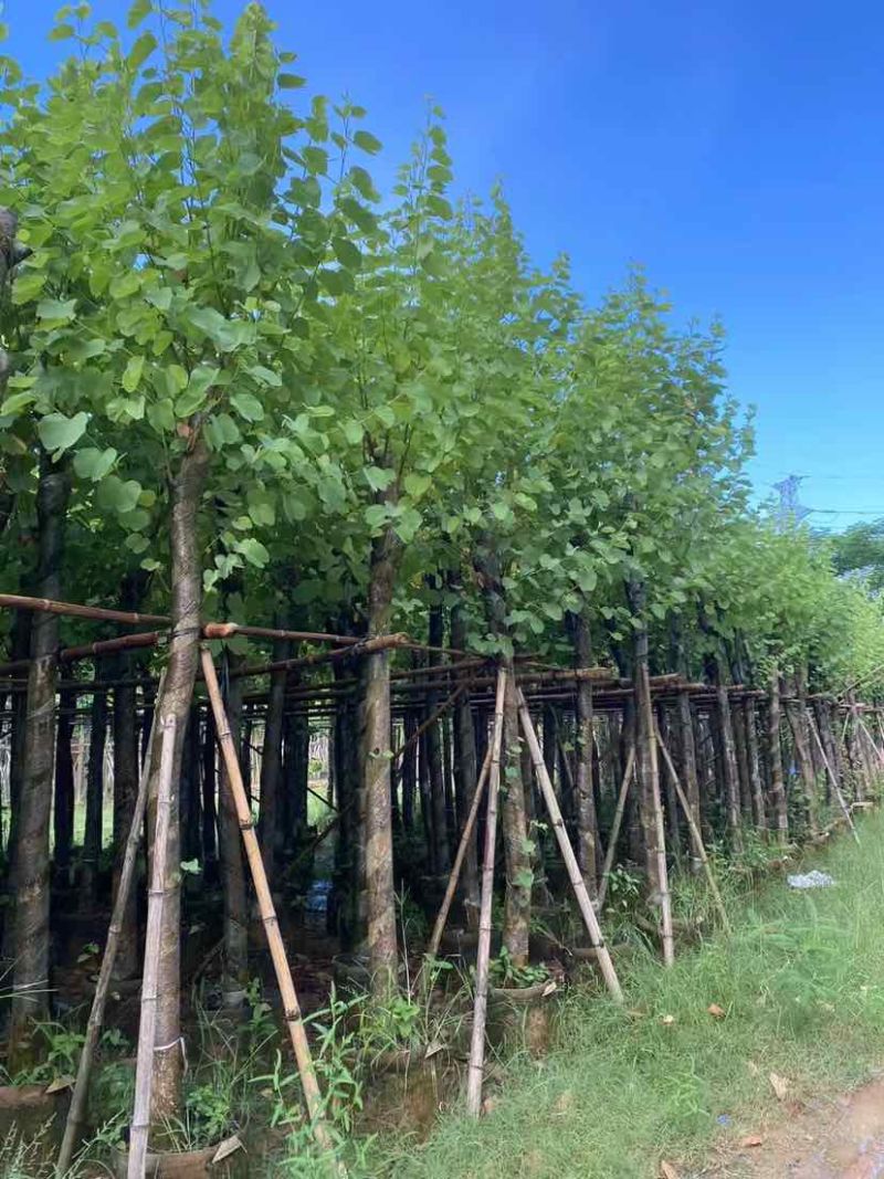 宫粉紫荆8～10公分基地直销大小规格齐全质量优质