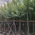 宫粉紫荆8～10公分基地直销大小规格齐全质量优质