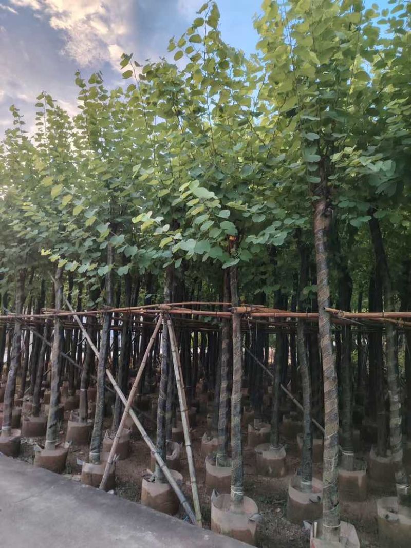 宫粉紫荆8～10公分基地直销大小规格齐全质量优质