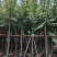 宫粉紫荆8～10公分基地直销大小规格齐全质量优质