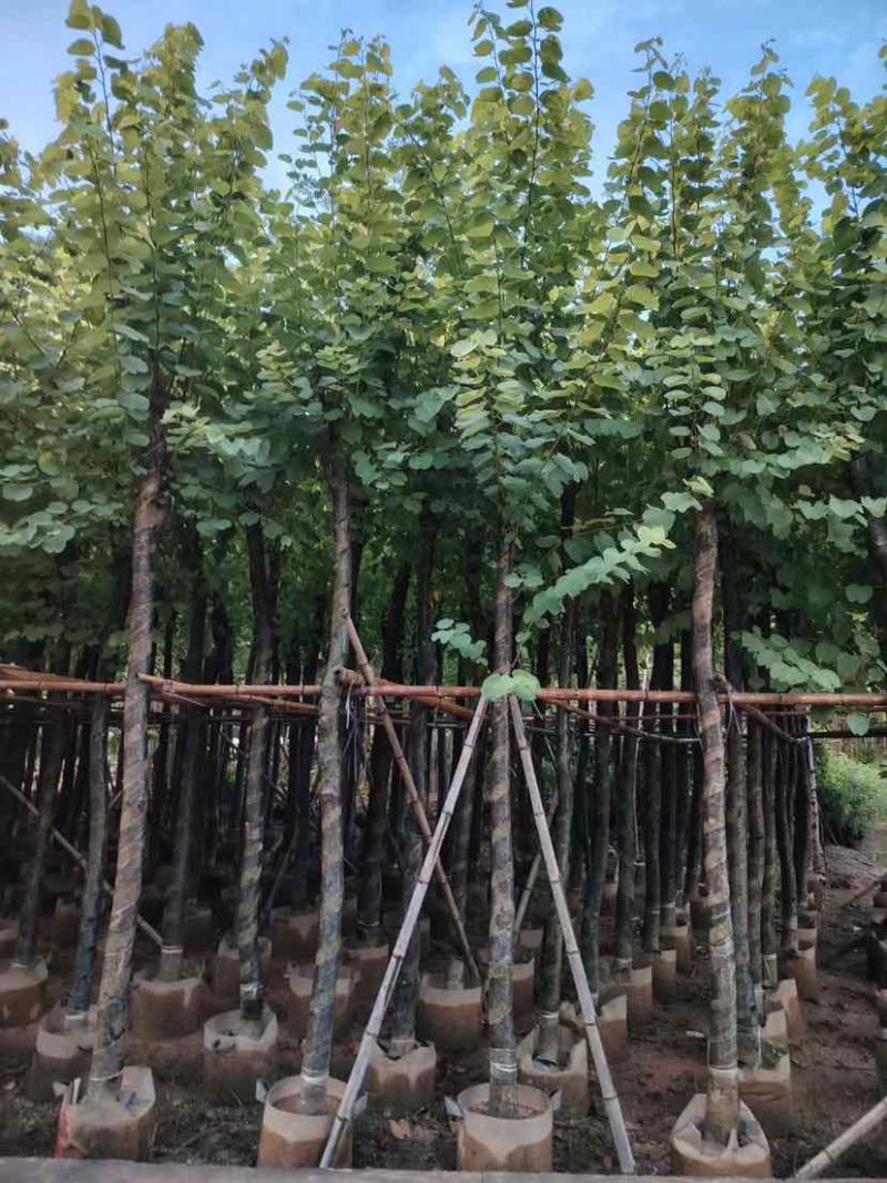 宫粉紫荆8～10公分基地直销大小规格齐全质量优质