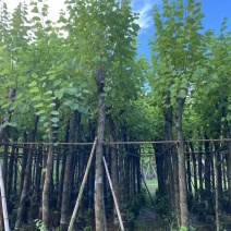 宫粉紫荆8～10公分基地直销大小规格齐全质量优质