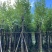 宫粉紫荆8～10公分基地直销大小规格齐全质量优质