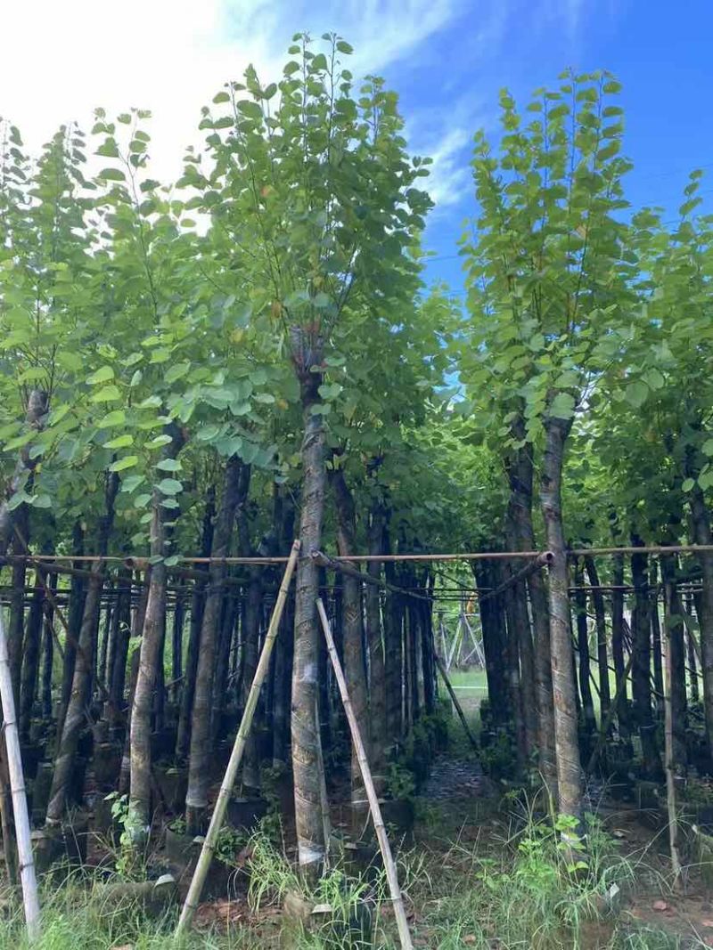 宫粉紫荆8～10公分基地直销大小规格齐全质量优质