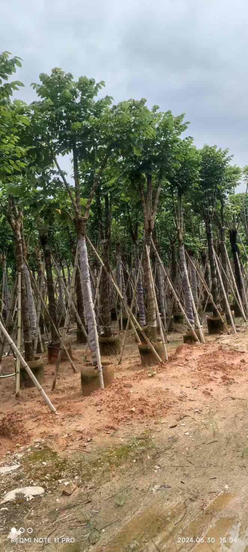 骨架火焰木15～20公分基地直销大小规格齐全质量优质