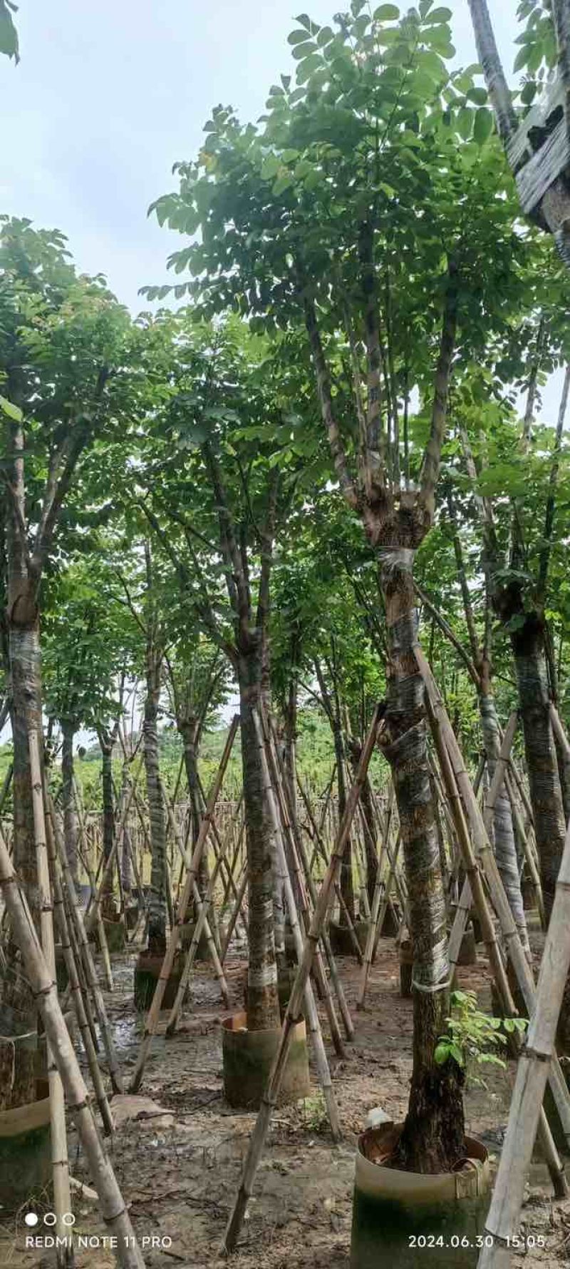 骨架火焰木15～20公分基地直销大小规格齐全质量优质