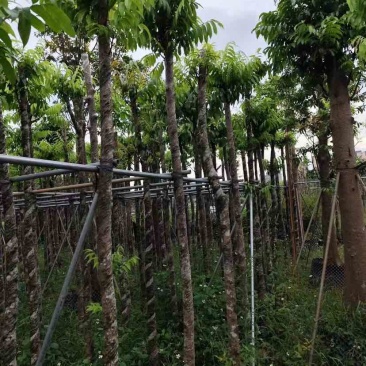 仁面子5～8公分基地直销大小规格齐全质量优质