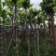 仁面子5～8公分基地直销大小规格齐全质量优质